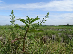 Veronica undulata