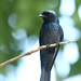 Bronzed Drongo - Photo (c) Liu JimFood, some rights reserved (CC BY-NC), uploaded by Liu JimFood