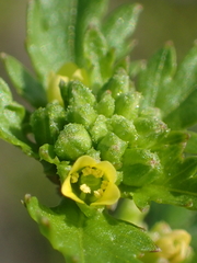 Rorippa cantoniensis