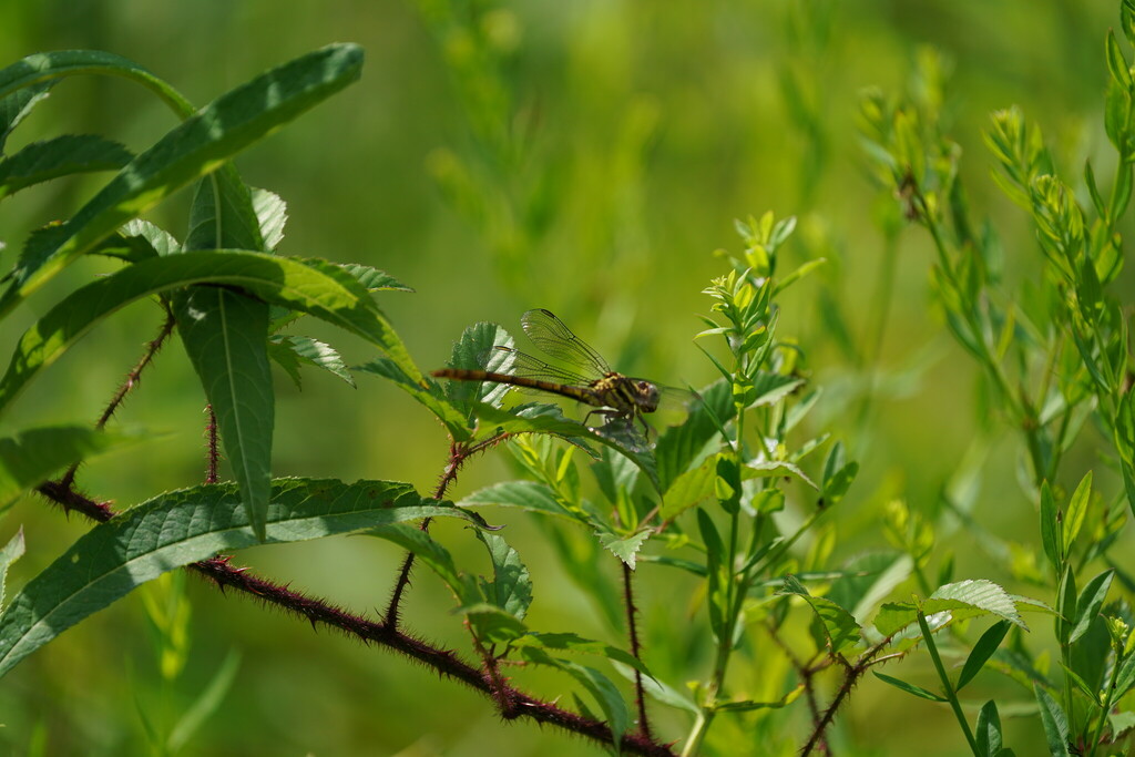 Broad-striped Forceptail