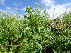 Rorippa cantoniensis