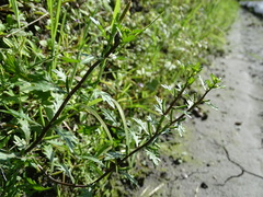 Rorippa cantoniensis