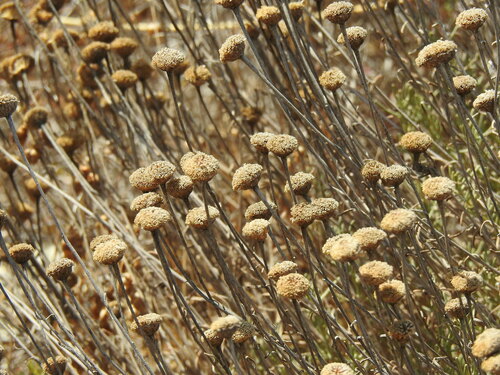 Portuguese lavender-cotton (Santolina impressa)