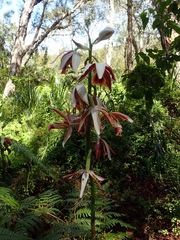 Phaius australis