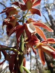 Phaius australis