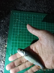 Opsariichthys pachycephalus