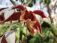 Phaius australis