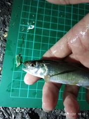 Opsariichthys pachycephalus