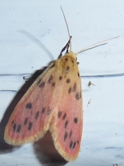 Miltochrista parallelina