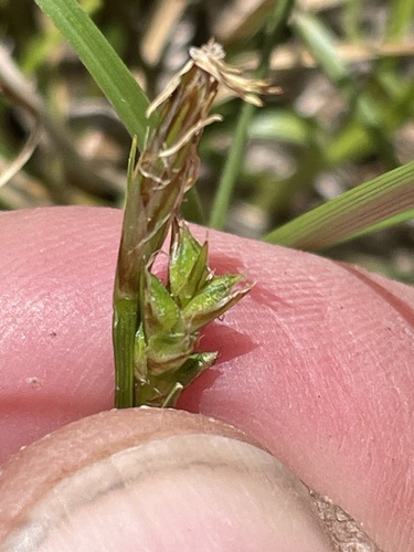 White Mountain sedge (Carex geophila)
