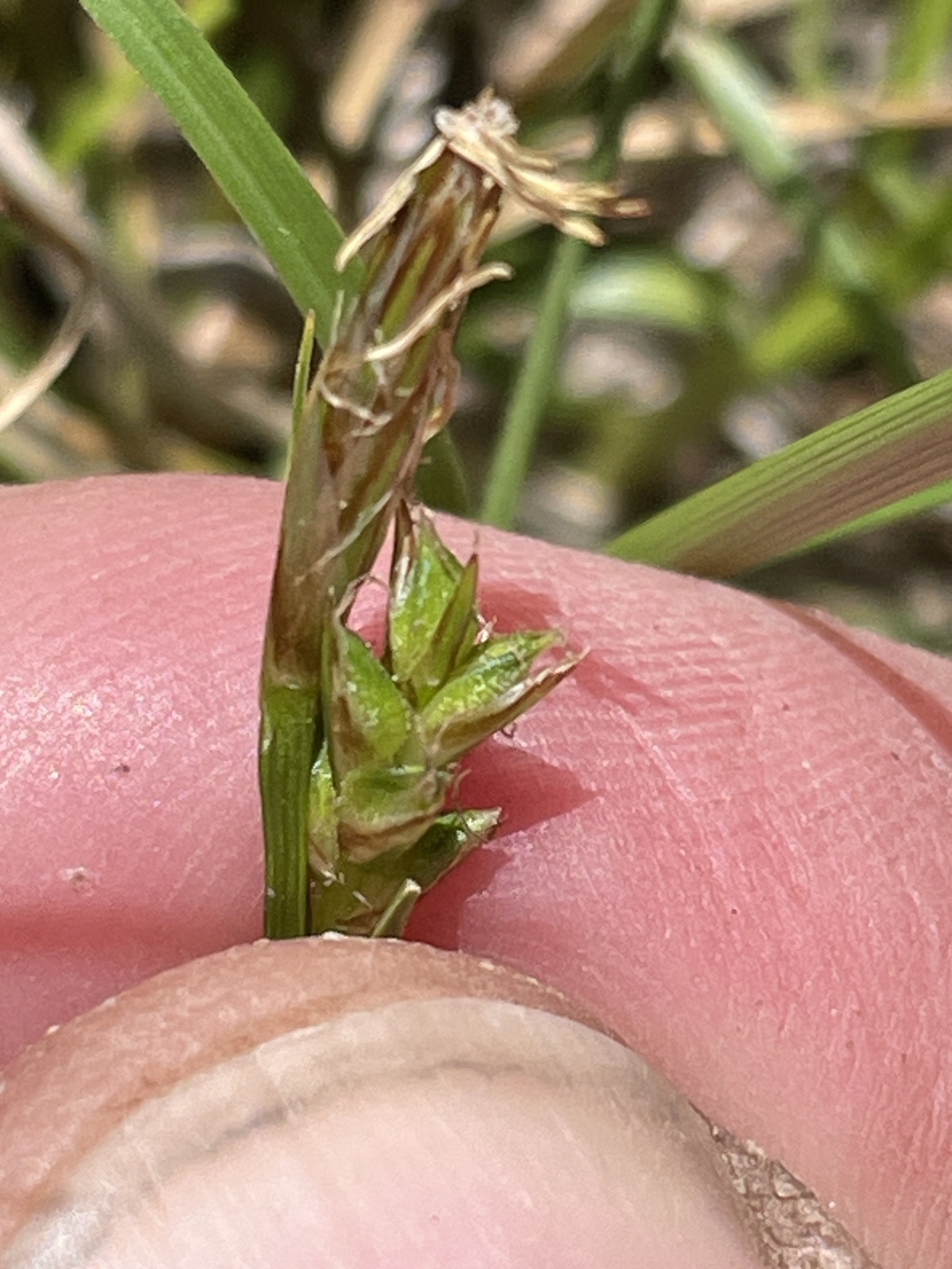 Carex geophila