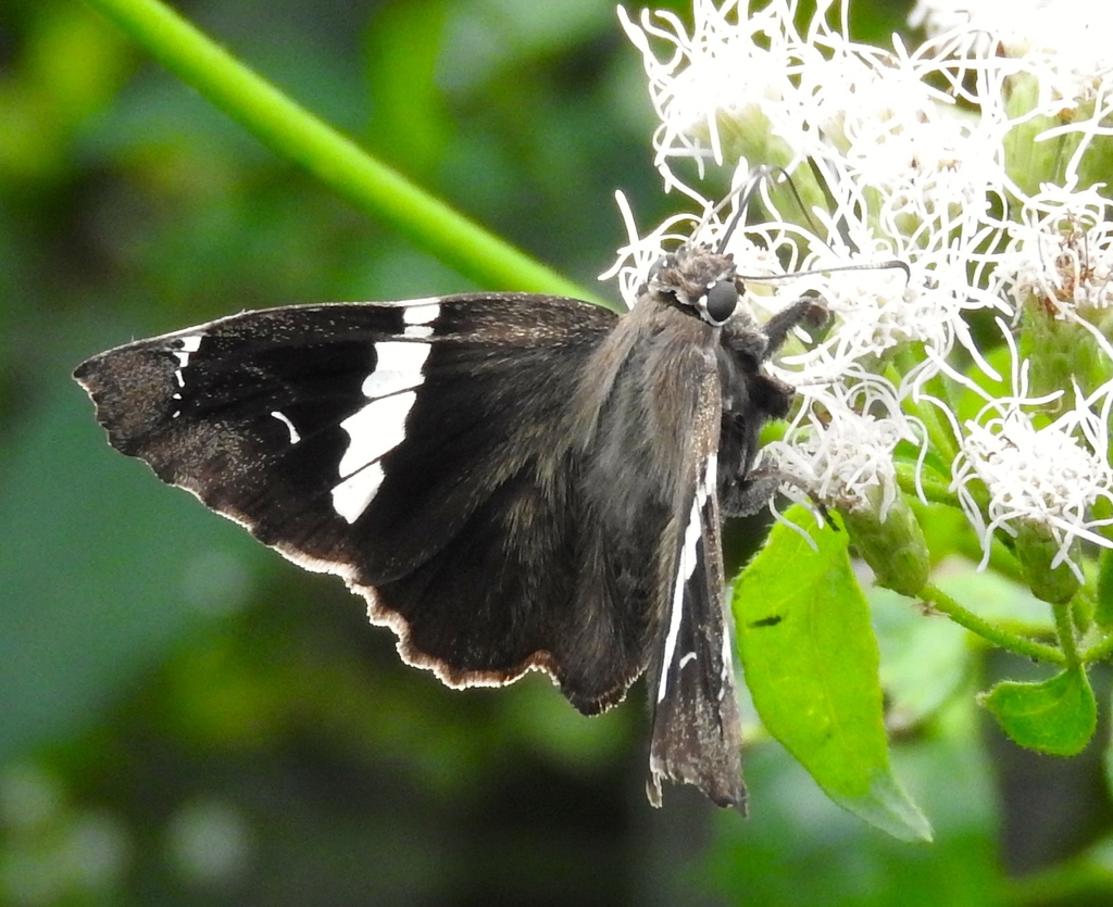 Falcate Skipper