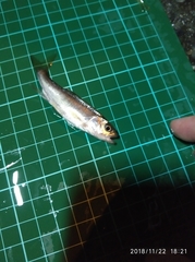 Opsariichthys pachycephalus