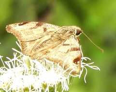 Arteurotia tractipennis