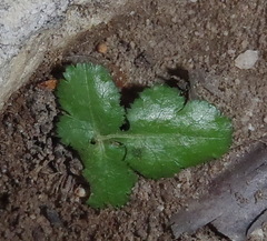 Chamarea gracillima