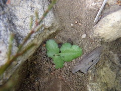 Chamarea gracillima