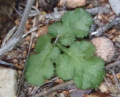 Chamarea gracillima