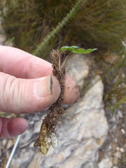 Chamarea gracillima