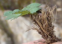 Chamarea gracillima