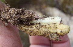 Chamarea gracillima