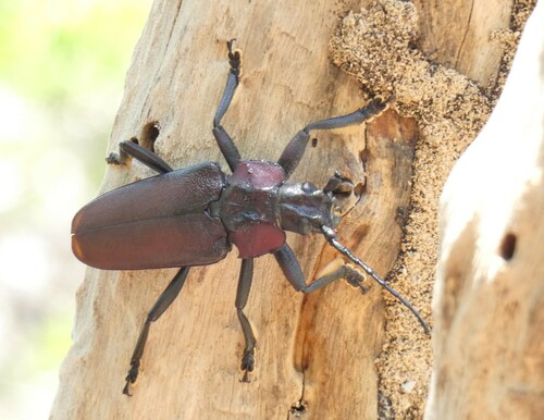 Prosternodes cinnamipennis