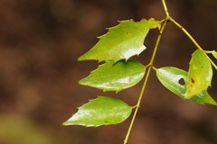 Atherosperma moschatum moschatum