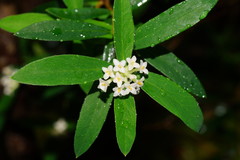 Pimelea drupacea