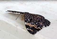 Hamadryas amphinome mazai