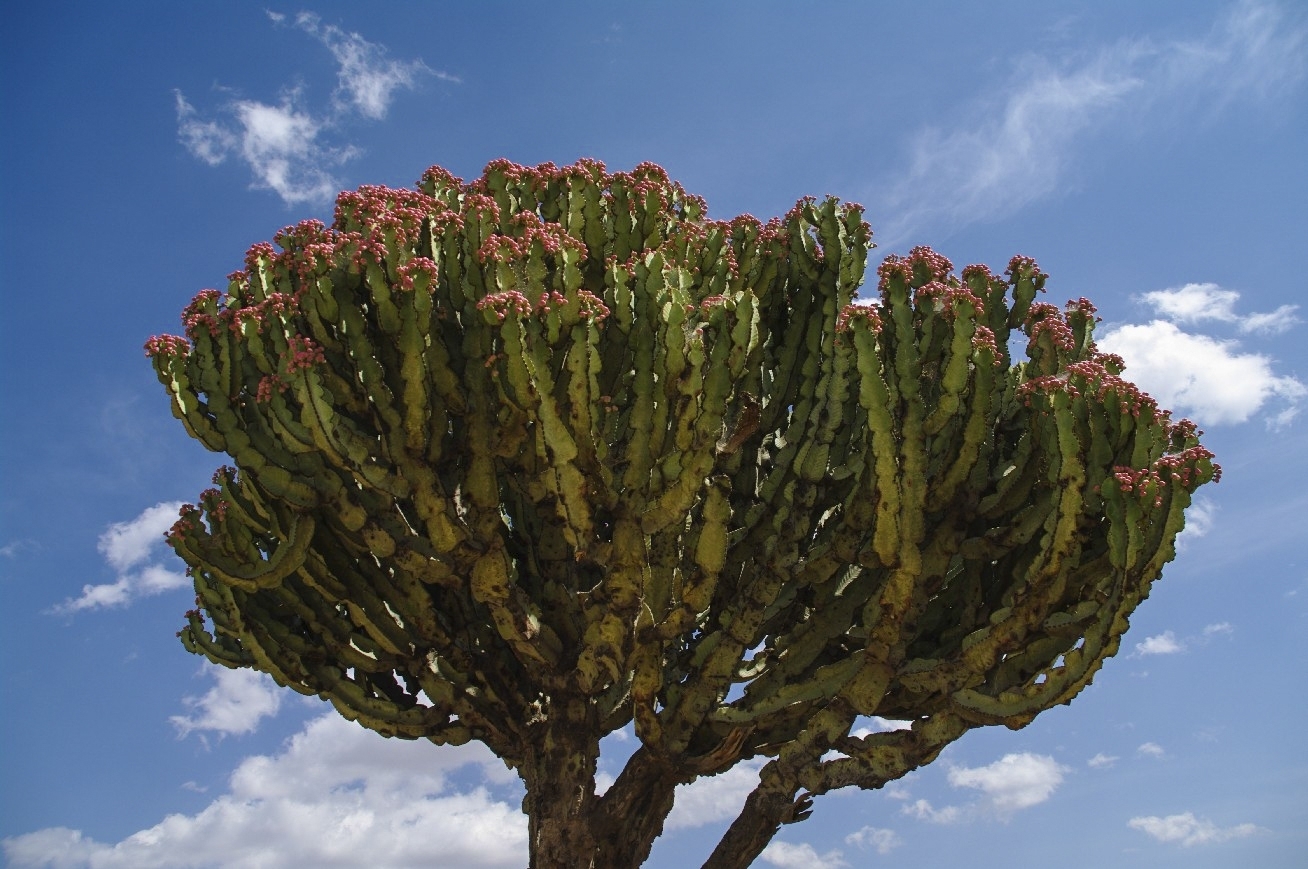 Imagem de Candelabro