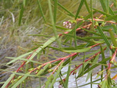 Empleurum unicapsulare