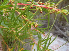 Empleurum unicapsulare