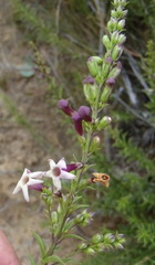 Freylinia densiflora