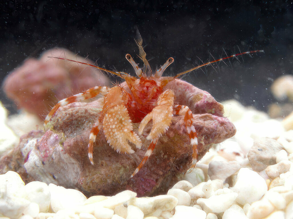 Lophopagurus triserratus