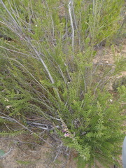 Freylinia densiflora