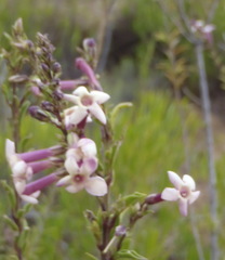 Freylinia densiflora