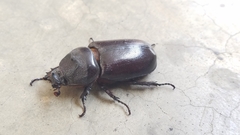 Oryctes monoceros
