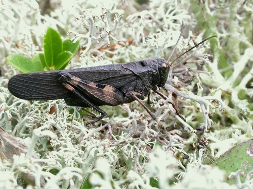 Rattle Grasshopper