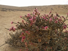 Anabasis articulata