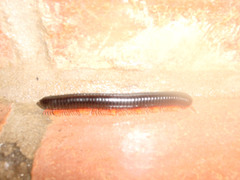 Diplopoda