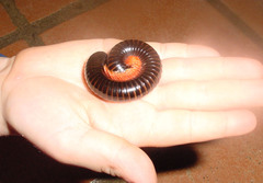 Diplopoda