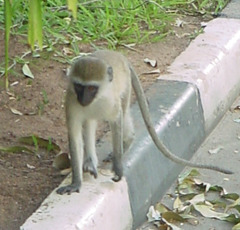 Chlorocebus pygerythrus