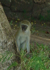 Chlorocebus pygerythrus