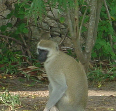 Chlorocebus pygerythrus