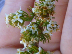 Globulariopsis adpressa