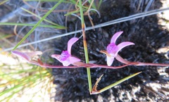 Disa inflexa
