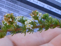 Globulariopsis adpressa