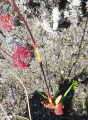Disa inflexa