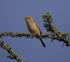 Bradornis microrhynchus