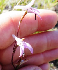 Disa inflexa