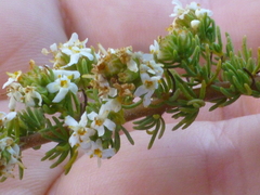 Globulariopsis adpressa